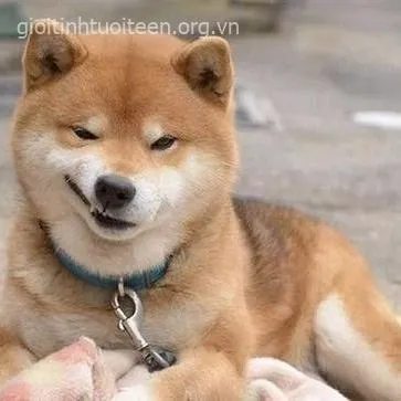 Không ai ngờ meme cười đểu lại phản ánh chính cuộc sống hàng ngày