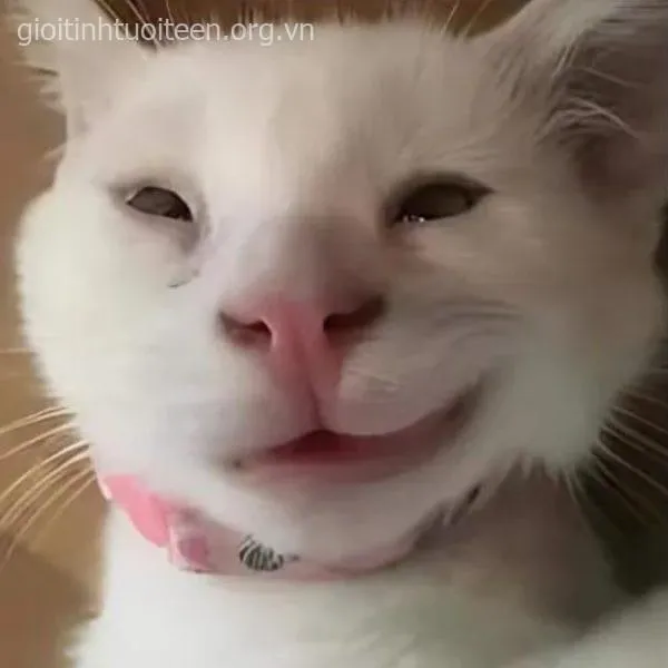 Hình meme hài khuôn mặt châm chọc siêu lan truyền