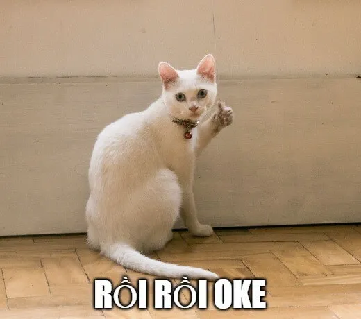 Ảnh meme mèo uki khiến nhóm bạn thả tim rần rần vì quá hợp cảnh.