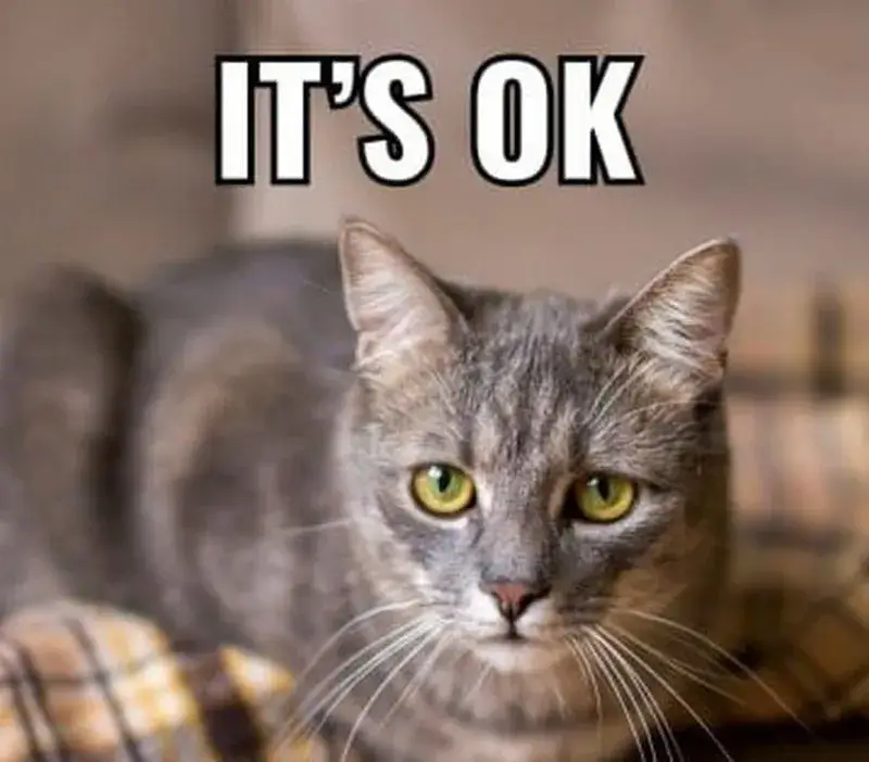 Meme mèo oke ngộ nghĩnh nhìn rất buồn cười