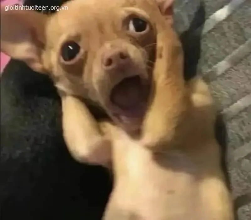 Biểu cảm chú chó nhỏ sốc ánh mắt trắng bệch