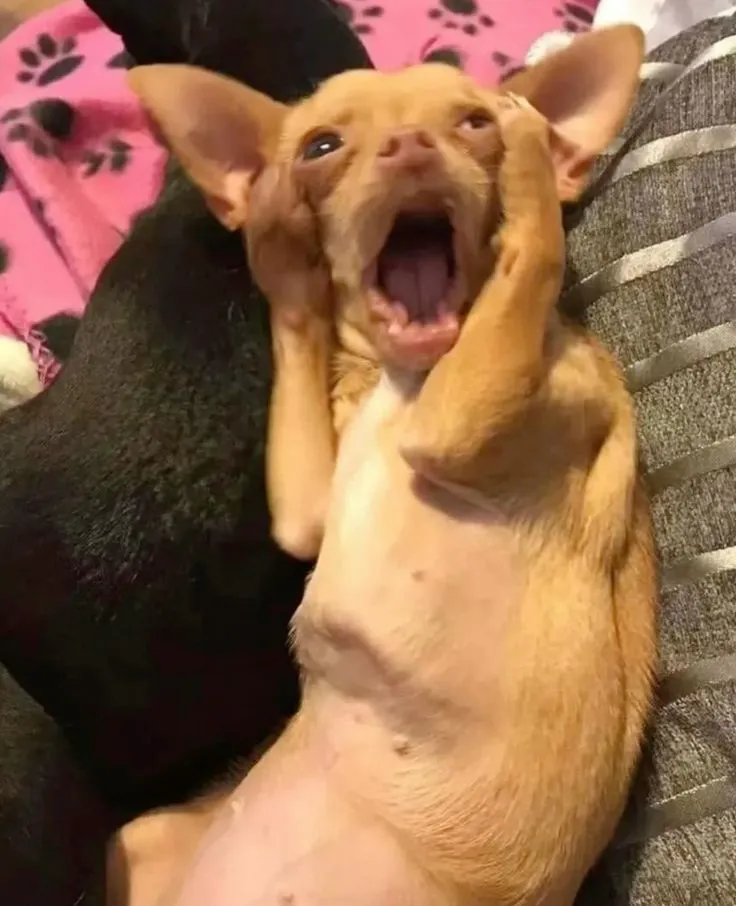 Khoảnh khắc há hốc mồm gây bão TikTok và Facebook