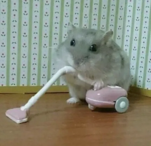 Khoảnh khắc chuột hamster cảm động tựa nhẹ vào hạt hướng dương