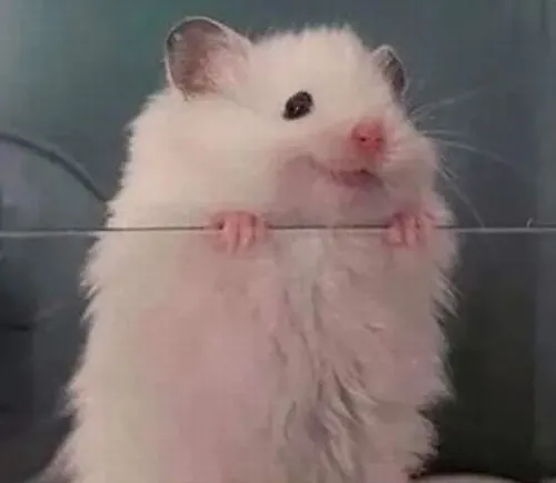 Meme chuột hamster vui với đôi mắt tròn phát sáng đầy tinh nghịch