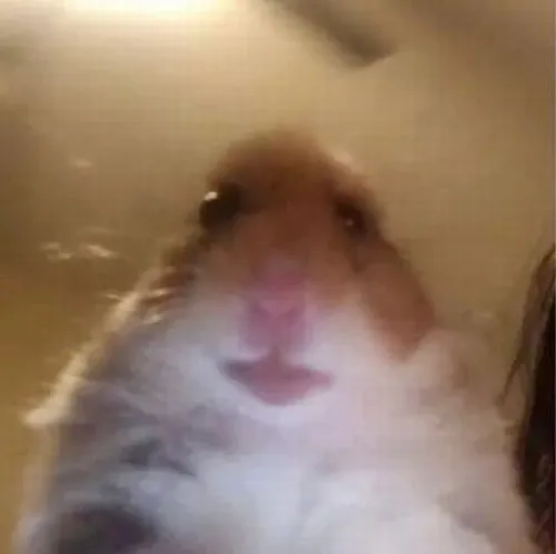 Meme chuột hamster giật mình hợp mọi tình huống trò chuyện