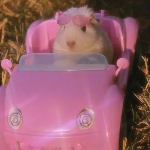 Hình chế meme vui chuột hamster dễ thương khi ôm hạt nhỏ