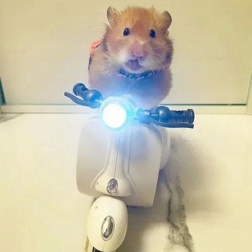Meme hamster bé xíu nhưng độ gây cười lại cực lớn