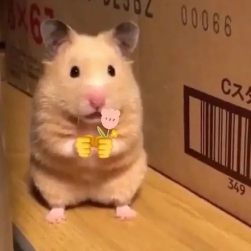 Khoảnh khắc chuột hamster like bằng vẻ mặt thỏa mãn siêu cute