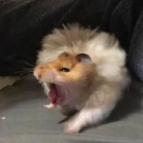 Khoảnh khắc chuột hamster thở dài phồng bụng nhìn rất đời