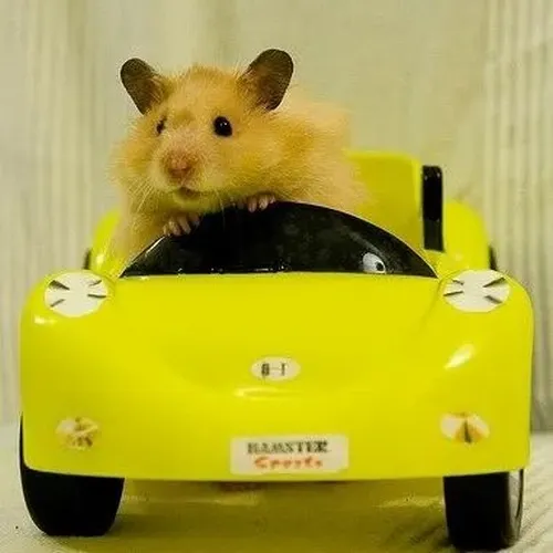 Meme chế chuột hamster xúc động nước mắt rưng rưng