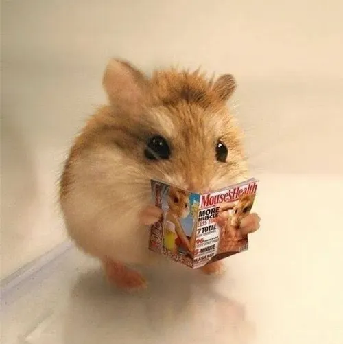 Ảnh hài chuột hamster bị quê đỏ cả hai má phúng phính