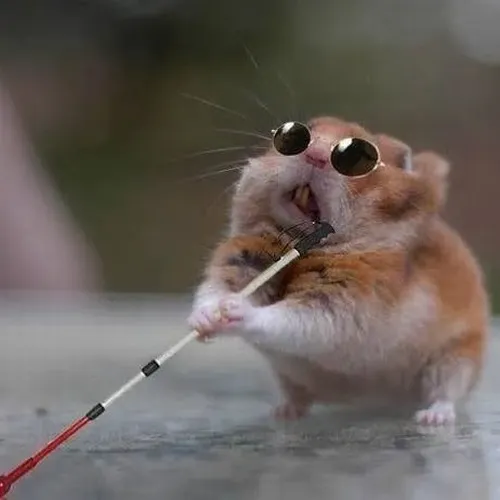 Ảnh vui chuột hamster xin lỗi với dáng lom khom rụt rè