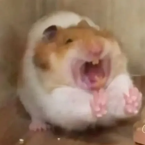 Chuột hamster phúng phính bước vào thế giới meme lan truyền