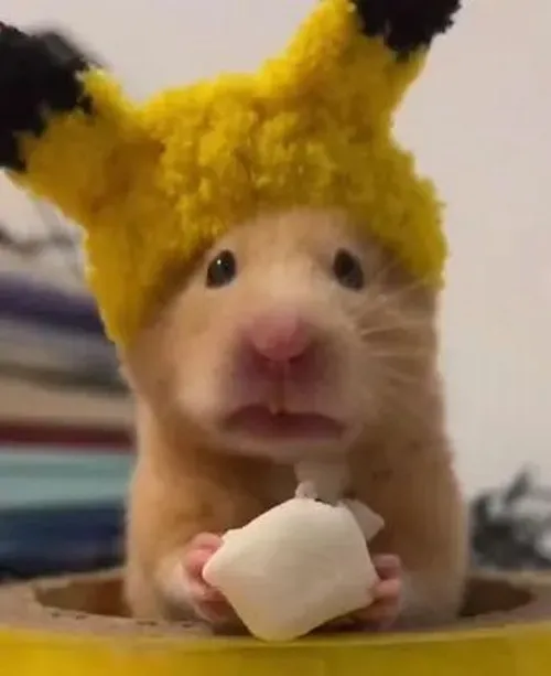 Hình chế meme vui chuột hamster chán nản tựa vào ống chui