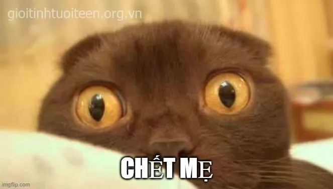 Meme troll phản ứng bản năng khép lại bộ ảnh sợ mà vui