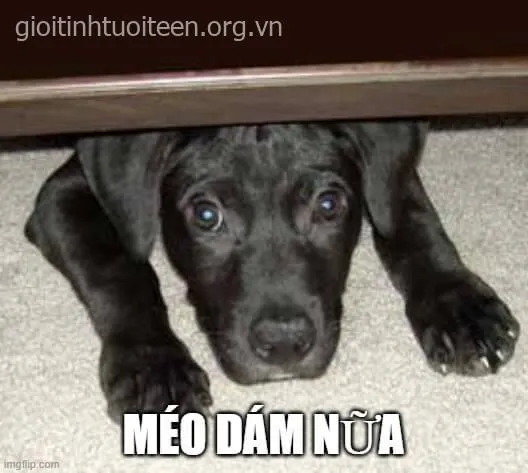 Ảnh troll sợ xanh mặt khiến ai xem cũng bật cười