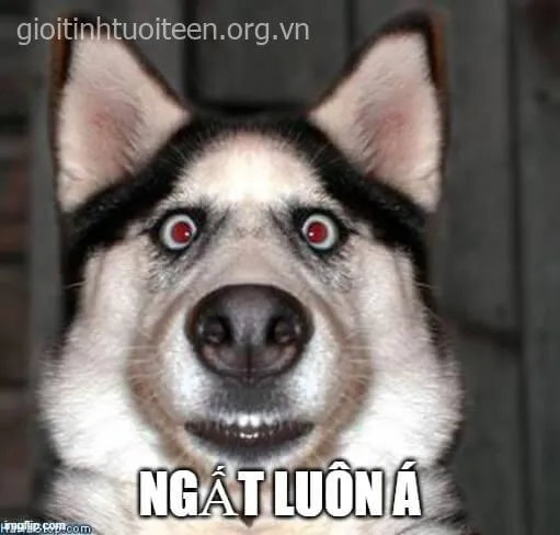 Ảnh chế co rúm người mang nét sợ hãi dễ thương