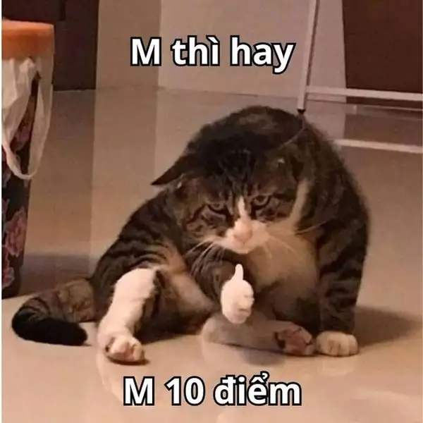 Meme chế netizen bình luận bằng reaction ảnh cười