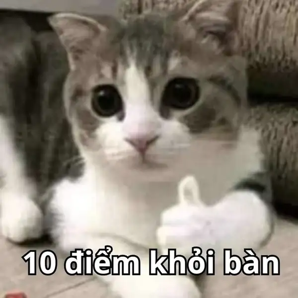 Meme mèo khen 10 điểm: biểu tượng của sự công nhận không lời