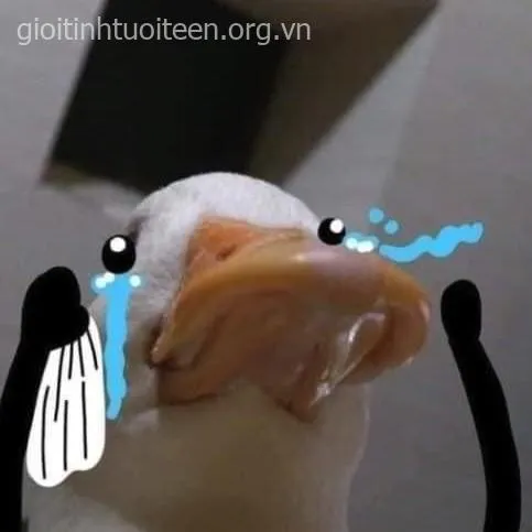 Hình troll cô gái giả vờ khóc, tay vẫn cầm ly trà sữa chill.