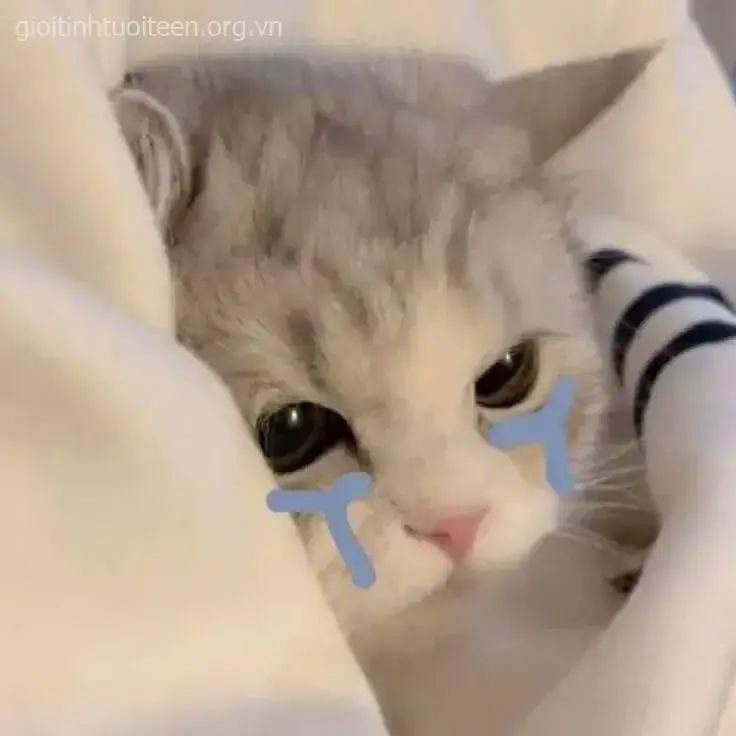 Meme mèo con đầy tâm trạng mệt mỏi.