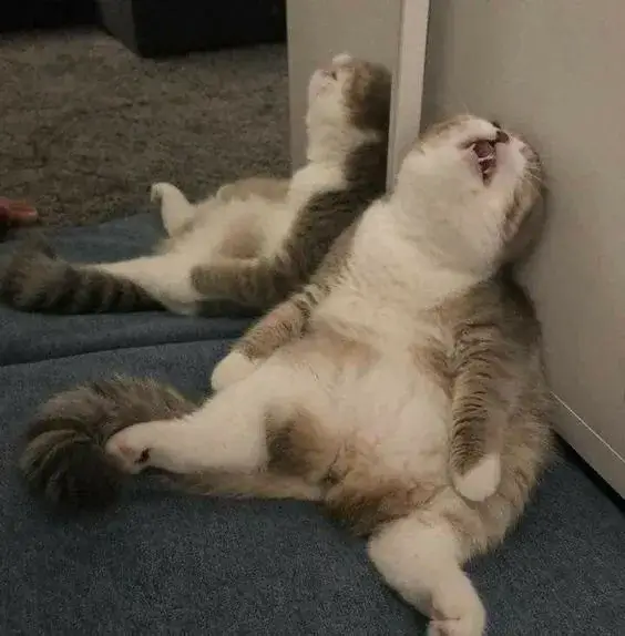 Mèo đơ nằm bẹp: biểu tượng mới cho cảm xúc mệt mỏi đáng yêu