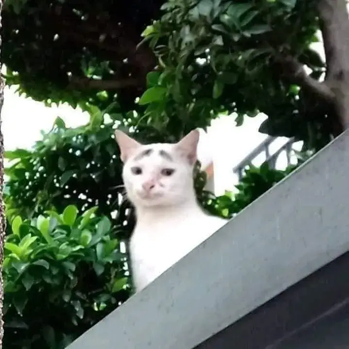 Hình chế vui mèo buồn, nhìn vừa đáng yêu vừa mệt mỏi