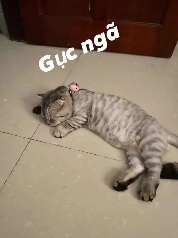 Meme hài mèo stress, dáng nằm bẹp y như dân văn phòng