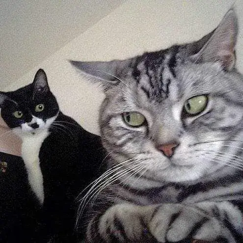 Meme chế mèo mệt rũ, nằm gục phó mặc mọi chuyện