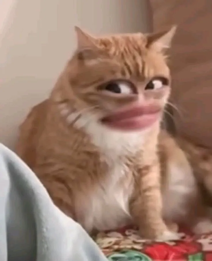 Meme chế mèo nhìn xa xăm, cảm giác triết lý mệt mà vui