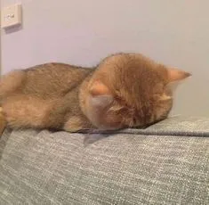 Ảnh troll mèo lười ngủ, biểu cảm vừa bất lực vừa dễ thương