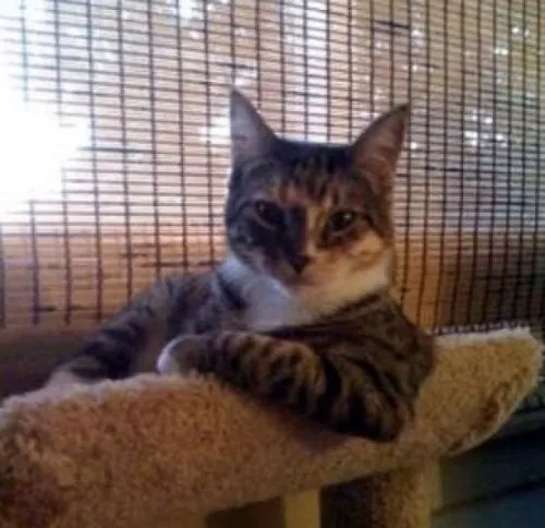 Meme hài mèo chán, gương mặt “thôi kệ đi” lan truyền TikTok