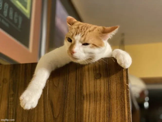 Hình chế mèo nản, ánh nhìn hững hờ khiến ai cũng bật cười