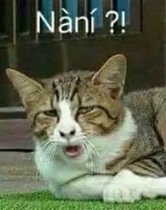 Meme chế mèo mướp há miệng nhìn đời ngơ ngác