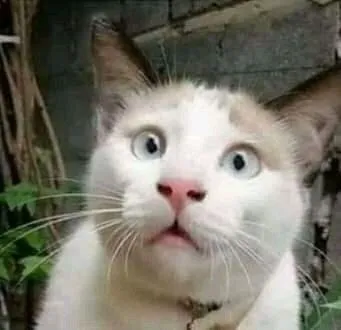 Hình meme mèo trắng biểu cảm vô giá
