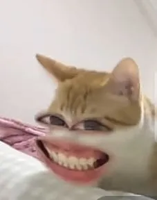 Hình troll mèo đáng yêu lan khắp Facebook Việt