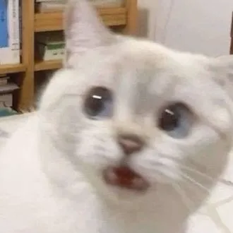 Meme vui mèo há hốc khiến bạn bè cười ngất