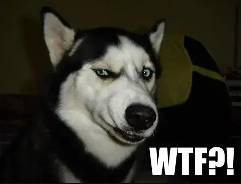 Ảnh hài chú chó ngạc nhiên nhìn cực chân thật