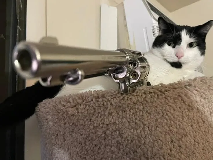 Ảnh troll ánh mắt mèo lạnh như băng cực chuẩn