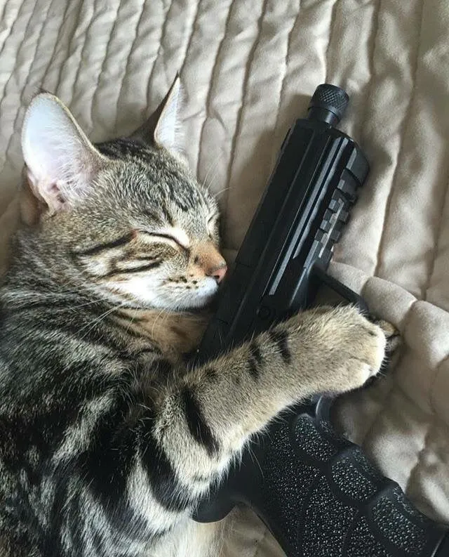 Hình troll chú mèo cầm súng ngầu nhưng cute