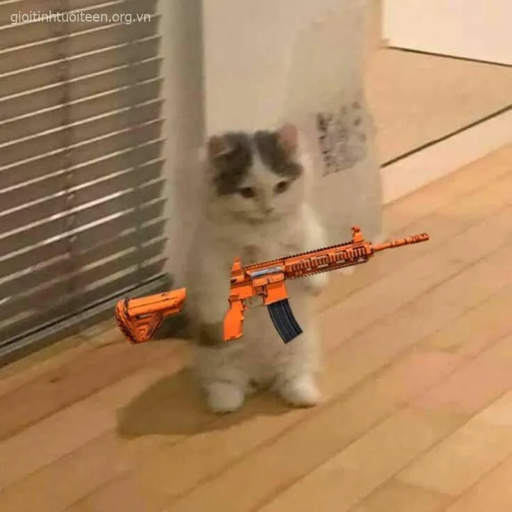 Ảnh hài mèo bựa chỉa súng phản ứng cực mạnh