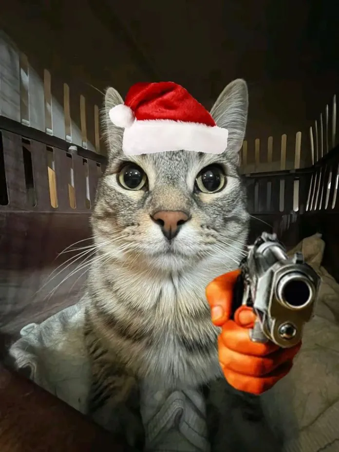 Meme mèo ánh mắt nghiêm mà đáng yêu khó tả