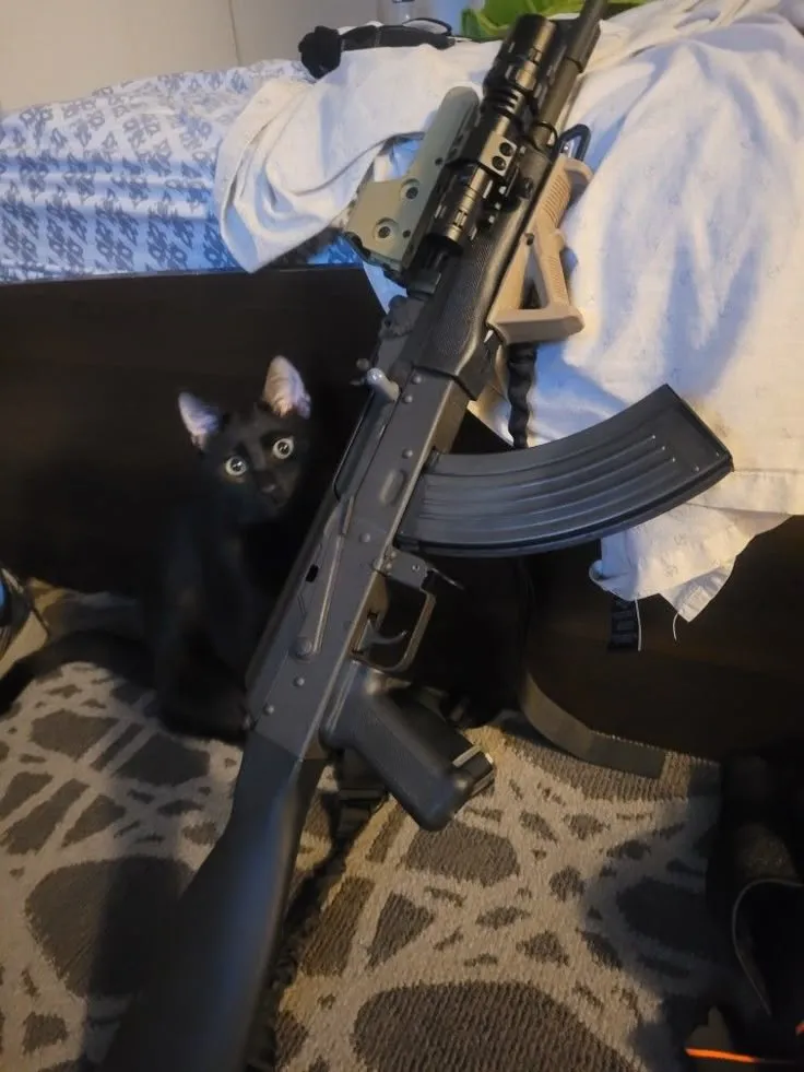 Hình chế mèo dằn mặt nhẹ kiểu vui chill