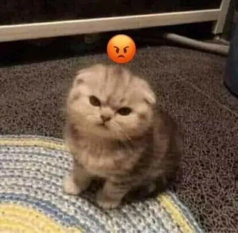 Hình chế mèo giận dỗi biểu cảm “khó ở cực đại”