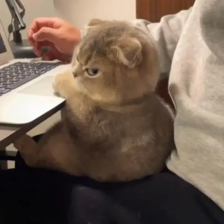 Hình troll mèo gắt gỏng tạo trend Facebook rần rần