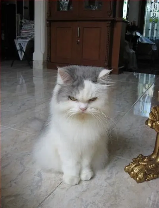 Meme mèo ngủ gật bị phá mood đầy uất ức