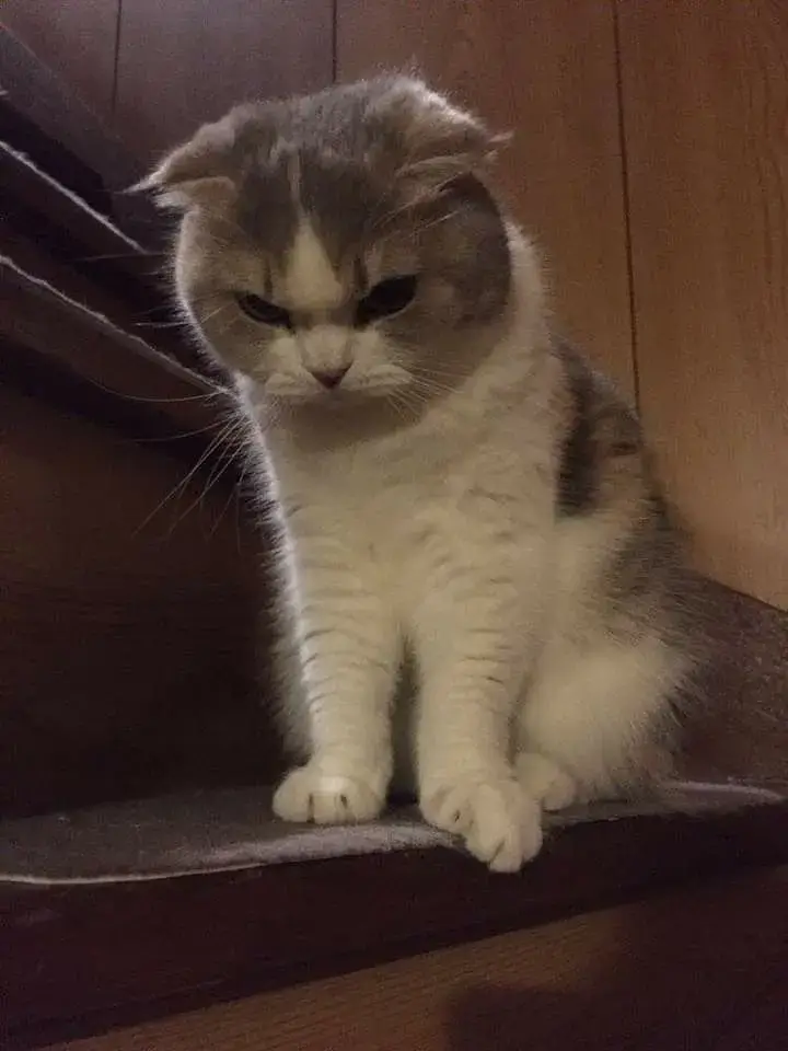 Meme chế mèo nhăn mặt gắt nhẹ nhưng cute