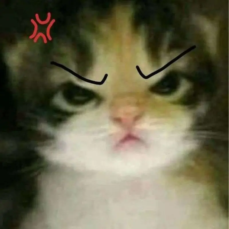 Ảnh troll mèo nhăn mặt biểu cảm “đủ rồi nha” hài hước