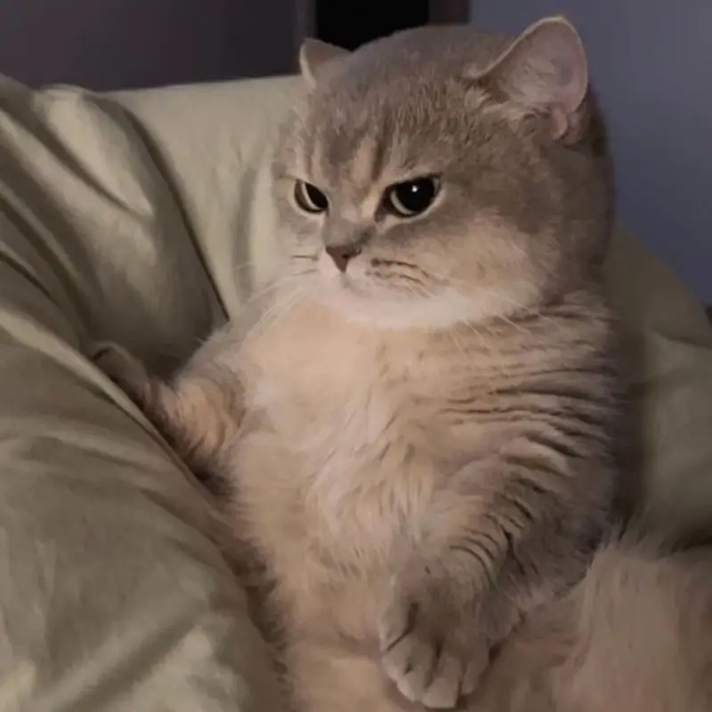 Meme chế khuôn mặt mèo nhăn nhó đầy biểu cảm