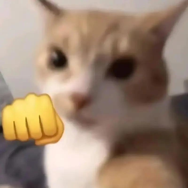 Meme mèo bực mình biểu cảm cau có cực hài